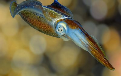 Harnessing real time feedback at the AgileAus squid tanks